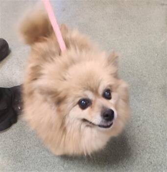 A175695 -  Mixed Breed Dog for Adoption in Santa Fe, New Mexico - A175695 | PetCurious