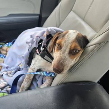 Moxi D71425 -  Dachshund and Terrier Dog for Adoption in Minnetonka, Minnesota - Moxi D71425 | PetCurious