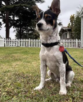 Rescue Chihuahua and Terrier Dogs for Adoption in Los Angeles, California - Frog | PetCurious