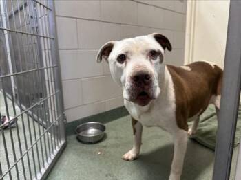 Mixed Breed Dogs Available for Adoption in Santa Fe, New Mexico - A174797 | PetCurious