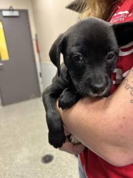 Artemis -  Labrador Retriever and Mixed Breed Dog for Adoption in Kansas City, Missouri - Artemis | PetCurious