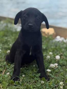 Willow -  Norfolk Terrier Dog Available for Adoption in Calera, Alabama - Willow | PetCurious