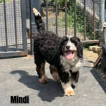 Mindi -  Bernadoodle Dog for Adoption in Fredericksburg, Virginia - Mindi | PetCurious