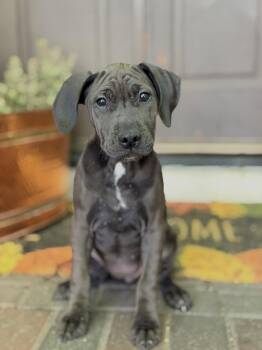 Pit Bull Terrier Dogs Available for Adoption in Roseville, California - Dahlia | PetCurious