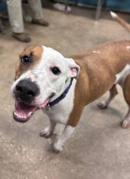 Rescue Mixed Breed Dogs for Adoption in Fernandina Beach, Florida - TITUS | PetCurious