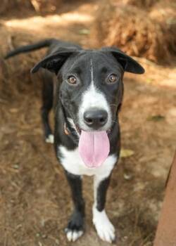 Mojito 64759 -  Siberian Husky and Mixed Breed Dog for Adoption in Aiken, South Carolina - Mojito 64759 | PetCurious