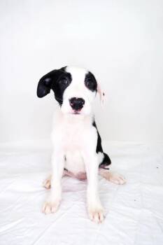 Sabrina James -  Shepherd Dog for Adoption in Bixby, Oklahoma - Sabrina James | PetCurious