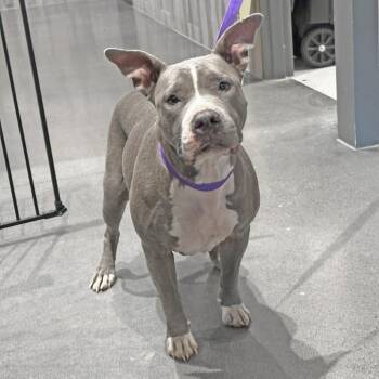 Chickpea -  Mixed Breed Dog for Adoption in Franklin, Tennessee - Chickpea | PetCurious