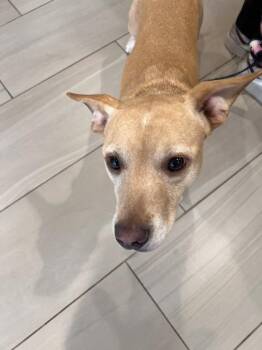Aspen - 1 -  Chihuahua and Mixed Breed Dog for Adoption in Daytona Beach, Florida - Aspen - 1 | PetCurious