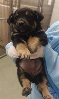 Mixed Breed Dogs Available for Adoption - RAVEN | PetCurious