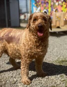 Goldendoodle Dogs Available for Adoption - Josie | PetCurious