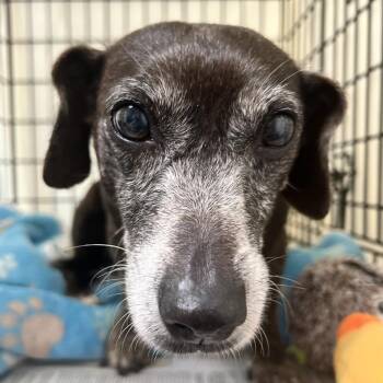 Nora -  Dachshund and Hound Dog for Adoption in Newport, North Carolina - Nora | PetCurious