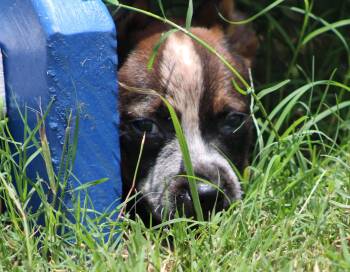 Sally -  Australian Cattle Dog Blue Heeler Dog for Adoption in Temple, Texas - Sally | PetCurious