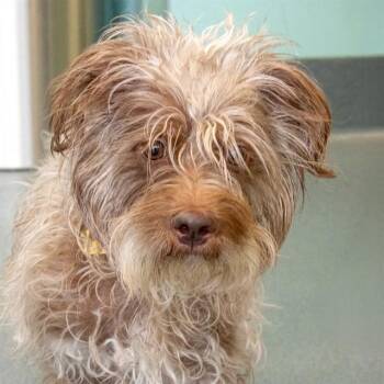 Cairn Terrier and Mixed Breed Dogs Available for Adoption - ISAIAH | PetCurious