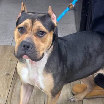 Rescue Pit Bull Terrier and American Bulldog Dogs for Adoption in Newark, New Jersey - Lucy | PetCurious