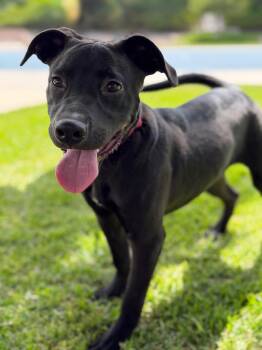 Black Labrador Retriever Dogs Available for Adoption in Los Angeles, California - Finneus | PetCurious