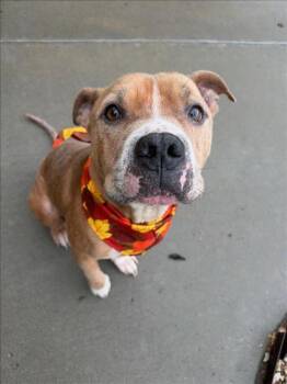 GOMER -  Pit Bull Terrier Dog for Adoption in Tulsa, Oklahoma - GOMER | PetCurious