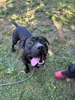 Rescue Pit Bull Terrier and Mixed Breed Dogs for Adoption in West Chester, Pennsylvania - Lil Sebastian | PetCurious