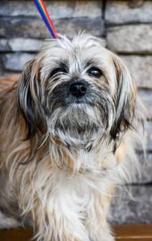 Terrier and Poodle Dogs Available for Adoption in Yakima, Washington - Greńas | PetCurious