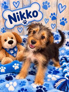 Nikko -  Yorkshire Terrier and Schnauzer Dog for Adoption in Union Beach, New Jersey - Nikko | PetCurious