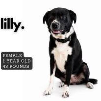 Lilly -  Mixed Breed Dog for Adoption in Ashland, Kentucky - Lilly | PetCurious