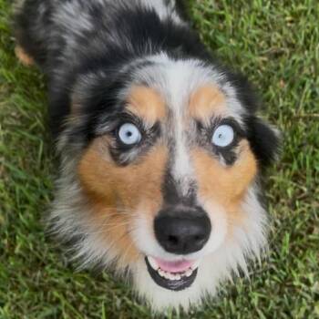 Sadie2 arrived 7/16/2026 -  Australian Shepherd Dog for Adoption in Ada, Minnesota - Sadie2 Arrived 7/16/2026 | PetCurious