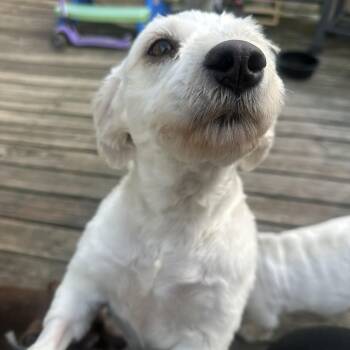 Bella -  Schnauzer and Poodle Dog for Adoption in Russiaville, Indiana - Bella | PetCurious