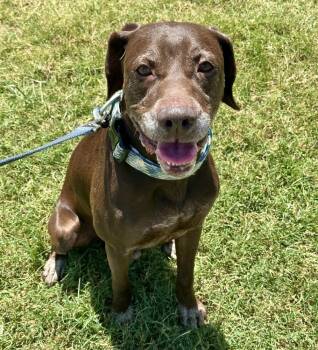 Rescue Labrador Retriever Dogs for Adoption in Shawnee, Oklahoma - Hank | PetCurious