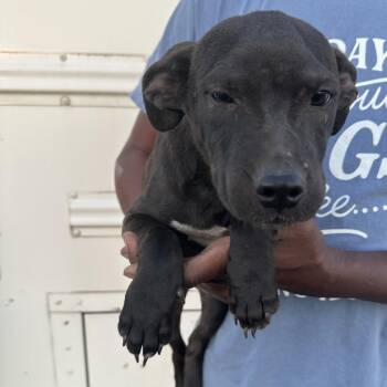 Aslan - Local November 6-8 -  Labrador Retriever Dog for Adoption in Brookshire, Texas - Aslan - Local November 6-8 | PetCurious