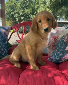 Tessie -  Golden Retriever Dog for Adoption in Temecula, California - Tessie | PetCurious