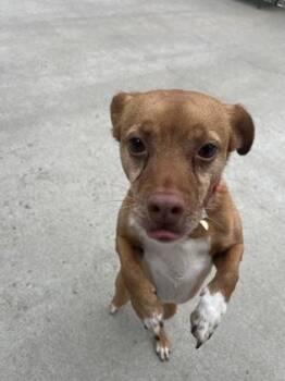Hopper -  Chihuahua and Mixed Breed Dog for Adoption in East Brookfield, Massachusetts - Hopper | PetCurious