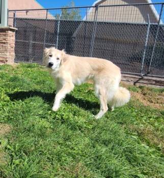 EVA -  Great Pyrenees and Golden Retriever Dog for Adoption in Pueblo, Colorado - EVA | PetCurious