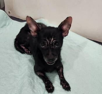 Chihuahua Dogs Available for Adoption in Walnutport, Pennsylvania - Raven | PetCurious