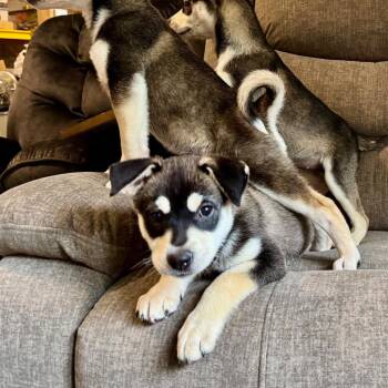 Pickle -  Husky and Terrier Dog for Adoption in Minneapolis, Minnesota - Pickle | PetCurious