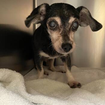 Chihuahua Dogs Available for Adoption in Pasadena, California - Snuffy | PetCurious