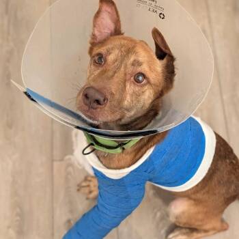 Jimmy Consu -  American Staffordshire Terrier and Mixed Breed Dog for Adoption in New York, New York - Jimmy Consu | PetCurious