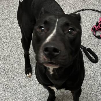 Seven -  American Staffordshire Terrier Dog for Adoption in Grand Rapids, Michigan - Seven | PetCurious