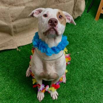 Rescue American Staffordshire Terrier Dogs for Adoption in Pittsburgh, Pennsylvania - Verde | PetCurious