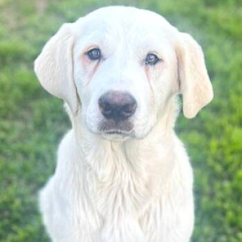 Great Pyrenees Dogs Available for Adoption - Sterling | PetCurious