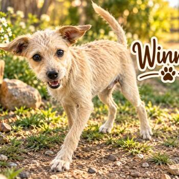 Ms. Jelly Belly Winnie -  Border Terrier and Miniature Poodle Dog for Adoption in Ridgefield, Washington - Ms. Jelly Belly Winnie | PetCurious