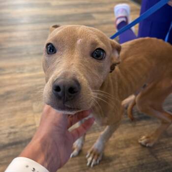 Georgia -  Pit Bull Terrier Dog for Adoption in La Grange, Kentucky - Georgia | PetCurious