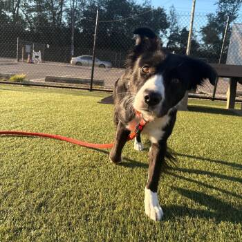 Dutchess -  Border Collie Dog for Adoption in West Chester, Pennsylvania - Dutchess | PetCurious