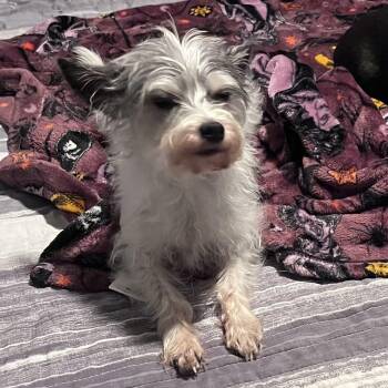 Max -  Yorkshire Terrier and Chihuahua Dog for Adoption in Sautee Nacoochee, Georgia - Max | PetCurious
