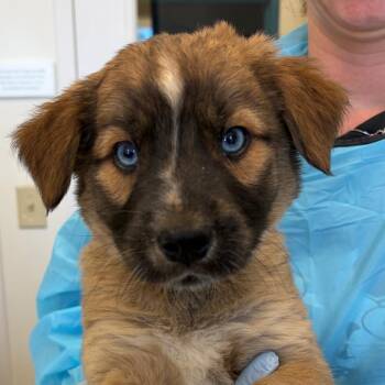 Macon -  Shar Pei and Australian Shepherd Dog for Adoption in Nashville, Tennessee - Macon | PetCurious