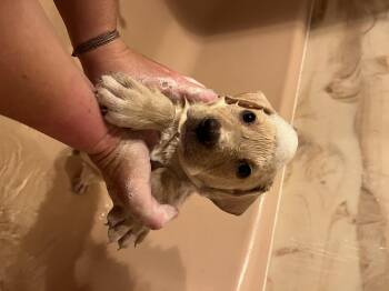 Peck -  Labrador Retriever and Mixed Breed Dog for Adoption in Zimmerman, Minnesota - Peck | PetCurious