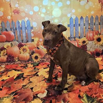 Tiramisu -  American Staffordshire Terrier and Mixed Breed Dog for Adoption - Tiramisu | PetCurious