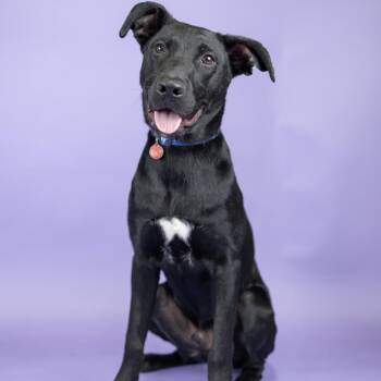 Scamp -  Black Labrador Retriever Dog for Adoption in Portland, Oregon - Scamp | PetCurious