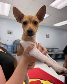 INDE -  Rat Terrier Dog for Adoption in Miami, Florida - INDE | PetCurious