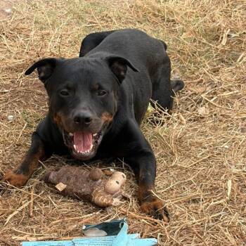 Rooster -  Rottweiler Dog for Adoption - Rooster | PetCurious