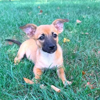 Tostada -  Terrier Dog for Adoption in La Grange, Kentucky - Tostada | PetCurious
